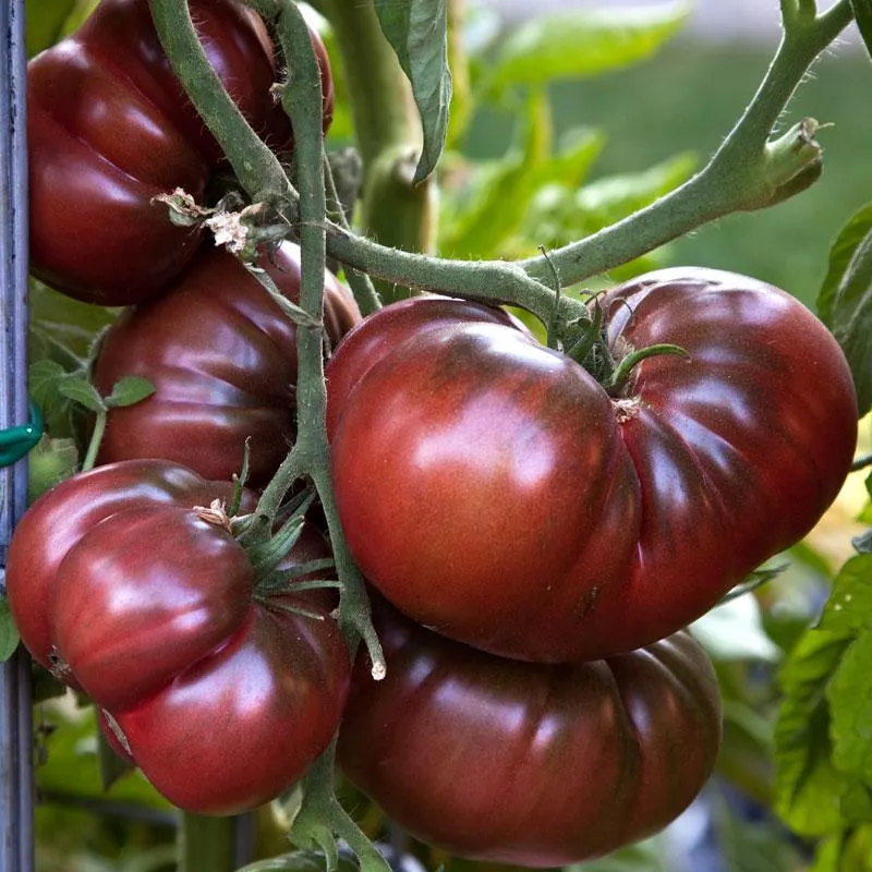 Grafted Tomato Black Krim - 1.3L