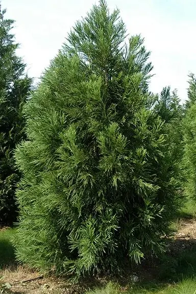 Cryptomeria japonica
