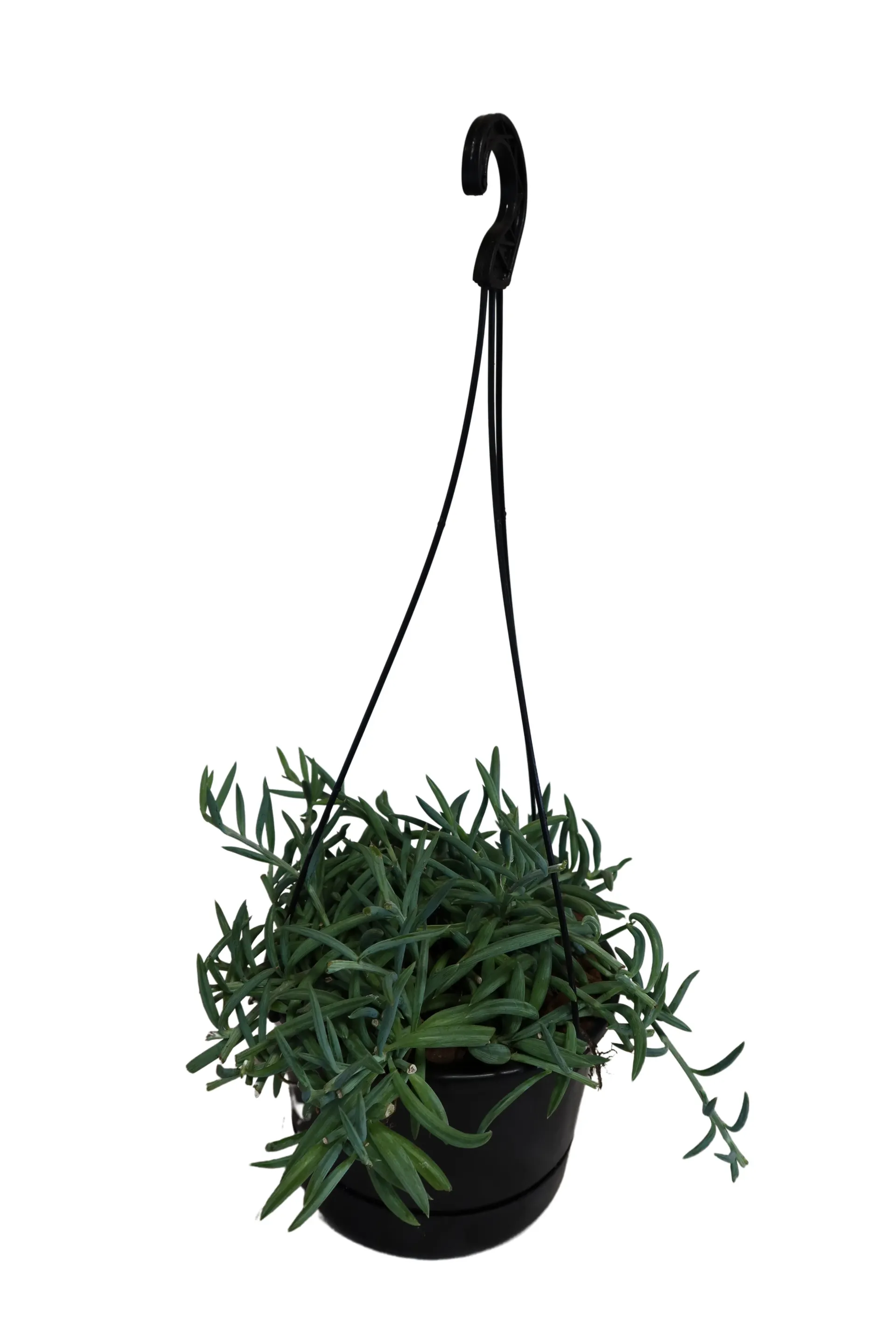 Senecio Radicans - String of fish hooks 15cm basket