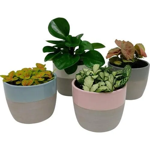 Indoor Foliage Selection in Frida Ceramic Pot 90mm Assorted