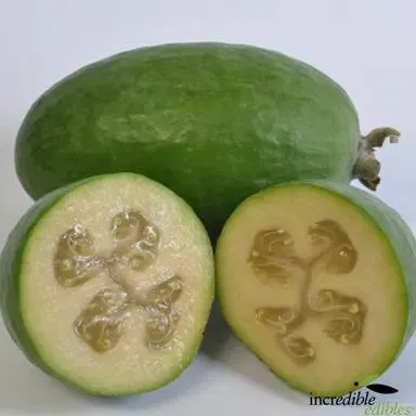 Feijoa Antoinette