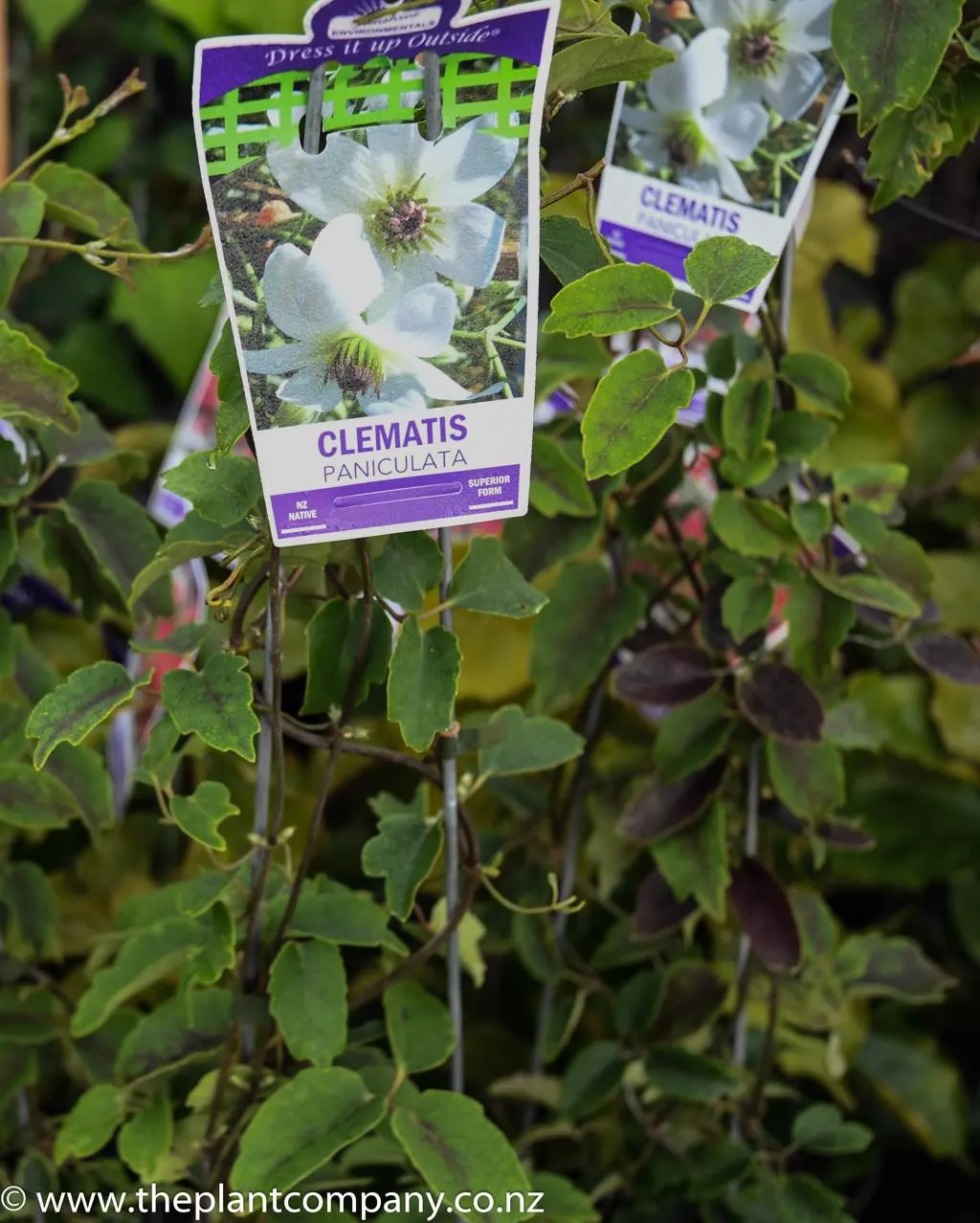 (Clematis paniculata)