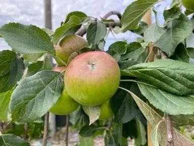 Apple Wandin Glory