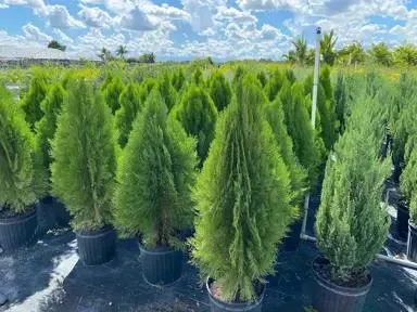 Thuja 'Blue Cone' (Dwarf Conifer)
