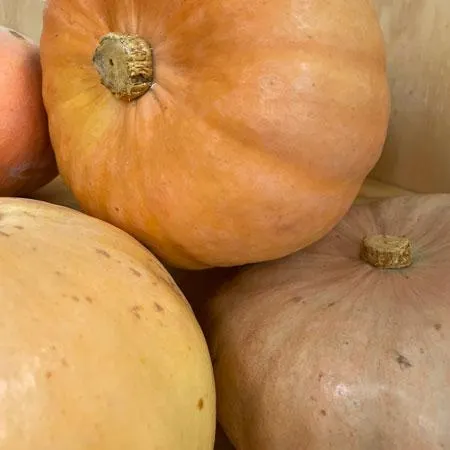 Pumpkin