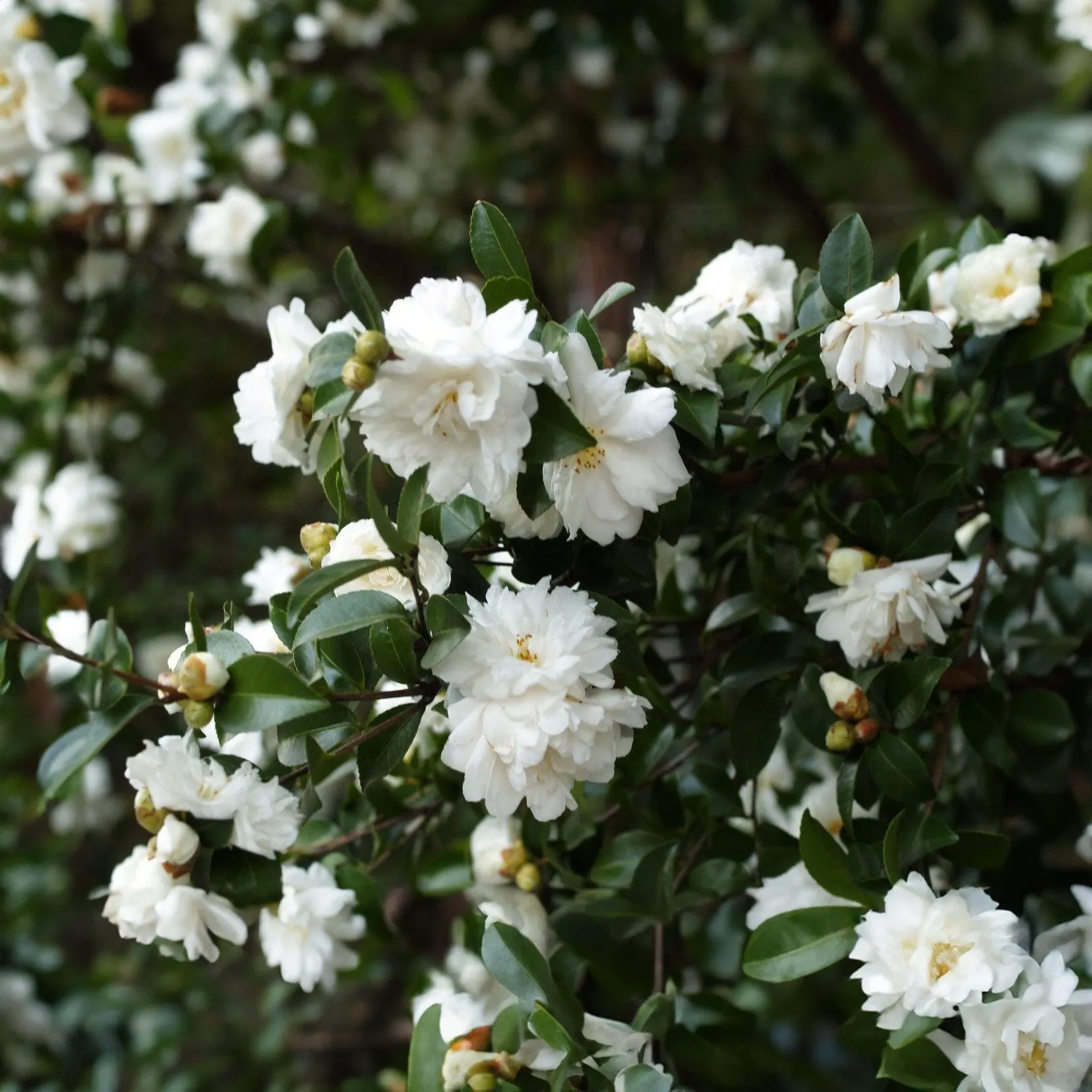 Camellia Mine No Yuki - 3.3L