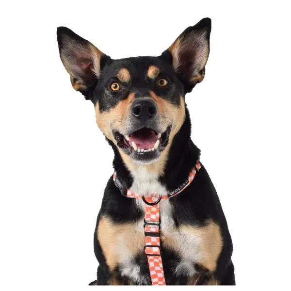 Benji All Purpose Dog Harness 2.0