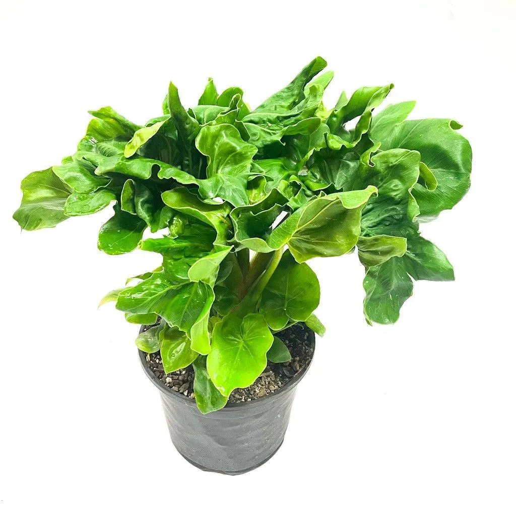 Philodendron bipinnatifidum 'Atom' - 3L