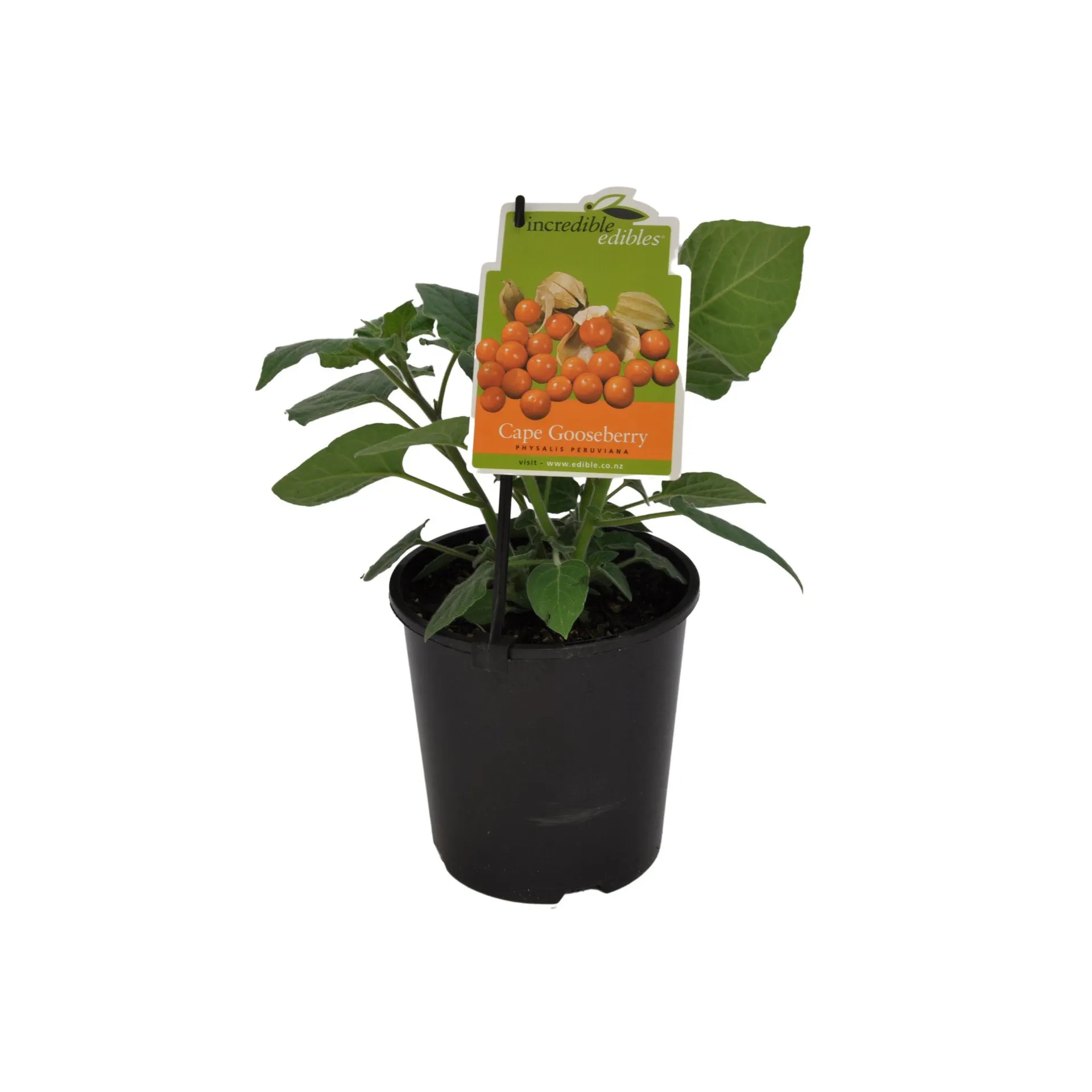 Cape Gooseberry - 1.9L