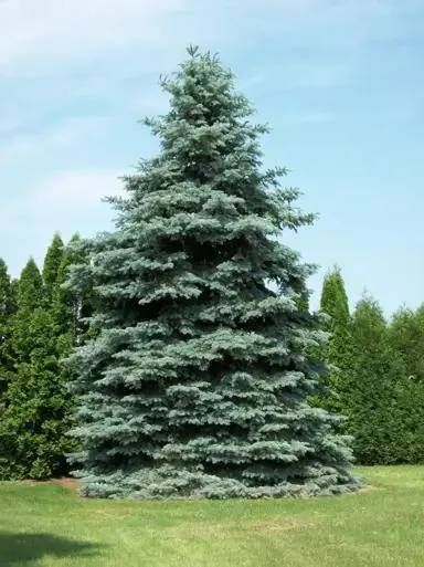 Picea pungens 'Glauca' (Colorado Blue Spruce)