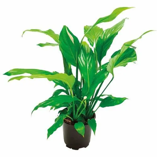 Spathiphyllum 10.5cm