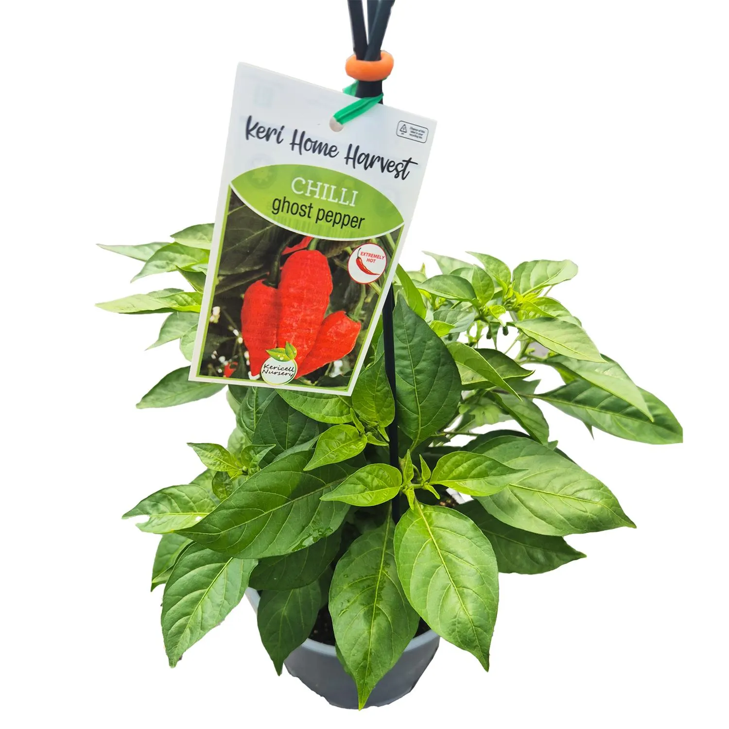 Fast Food Chilli Ghost Pepper Red - 17CM