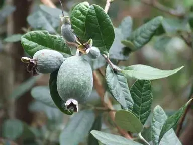 Feijoa sellowiana