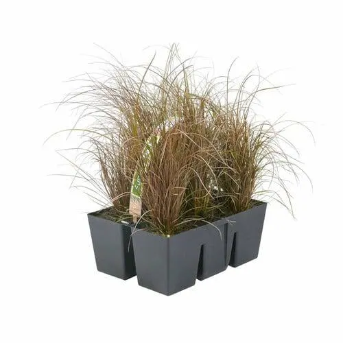 Carex Grass Commans Pack of 6 Bronze