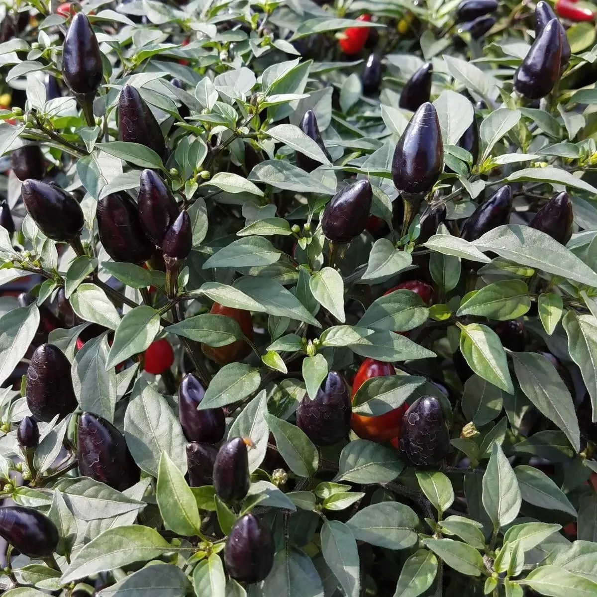 Chilli Black Olive - 12.5CM