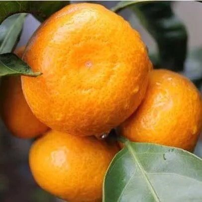 Mandarin 'Afourer' - PB12