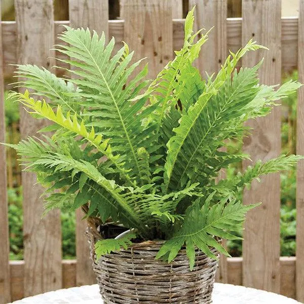 Blechnum Silver Lady Pvr - 2.4L