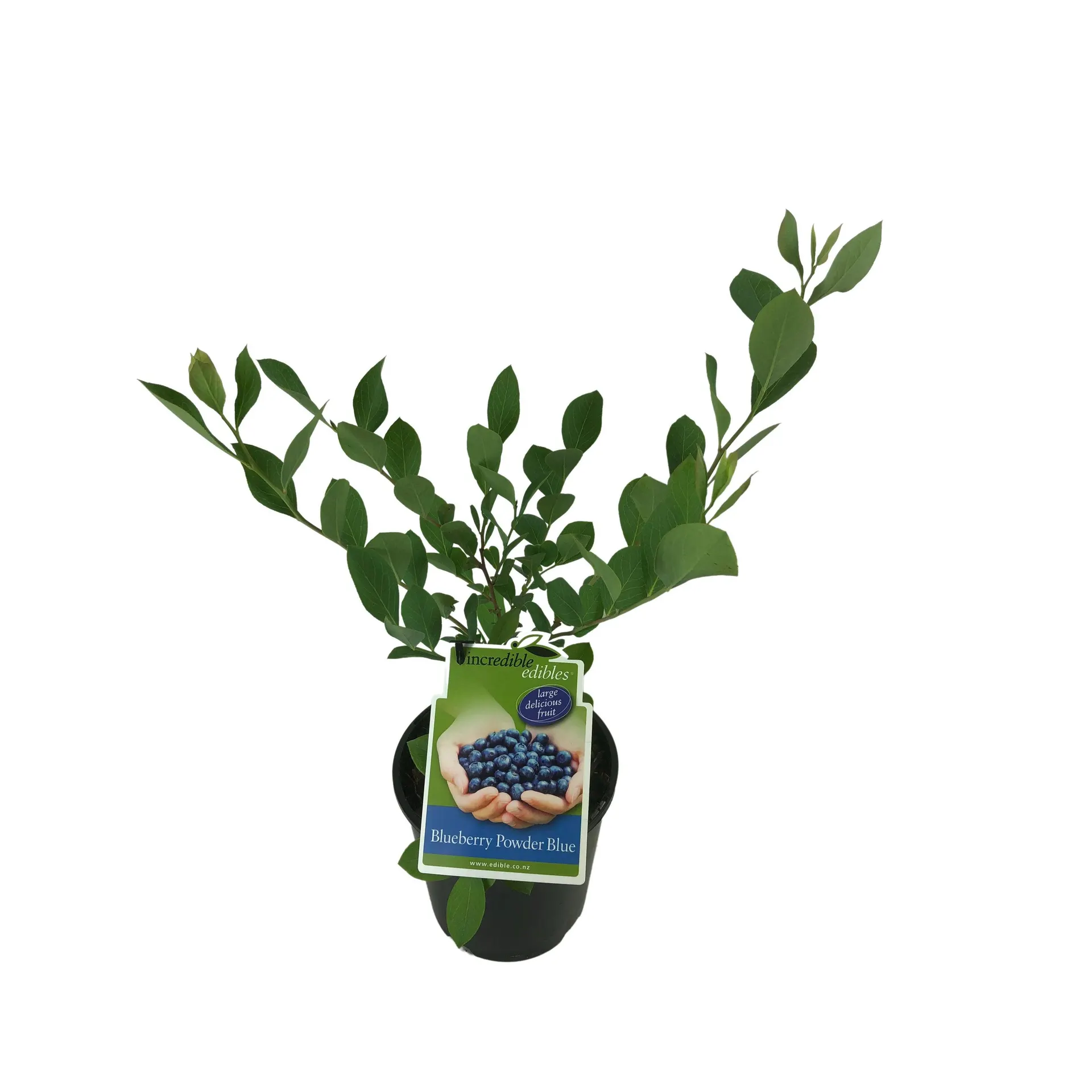 Blueberry 'Powder Blue' - 1.9L