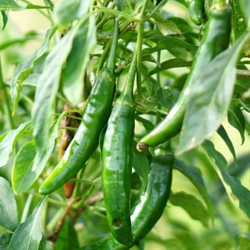 Chilli Serrano - 12.5CM