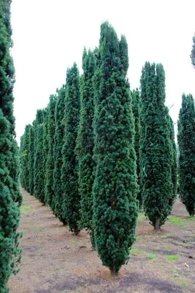Taxus baccata Fastigata