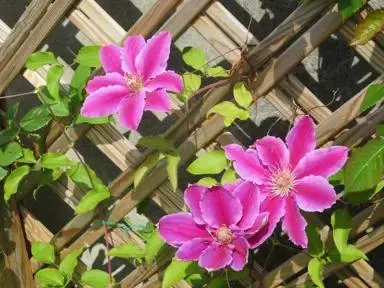 Clematis 'Nelly Moser'