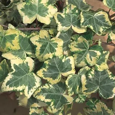 Hedera helix ‘Golden Ingot’