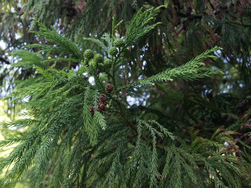 Cryptomeria japonica (Japanese Cedar)