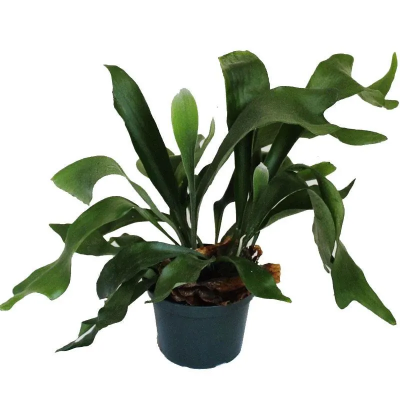 Staghorn Fern - 12CM