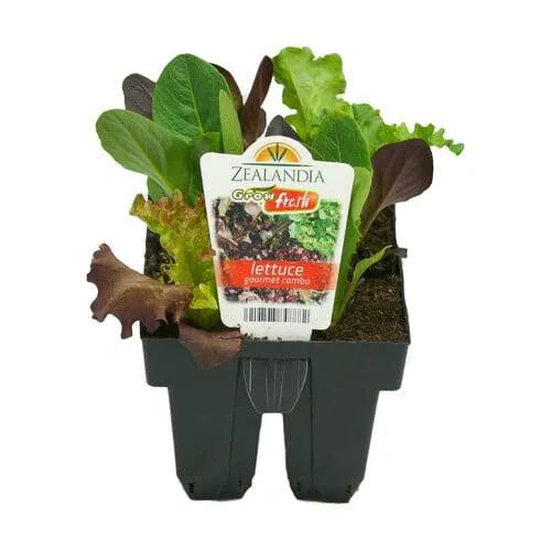 Lettuce Gourmet Combo Pack of 6