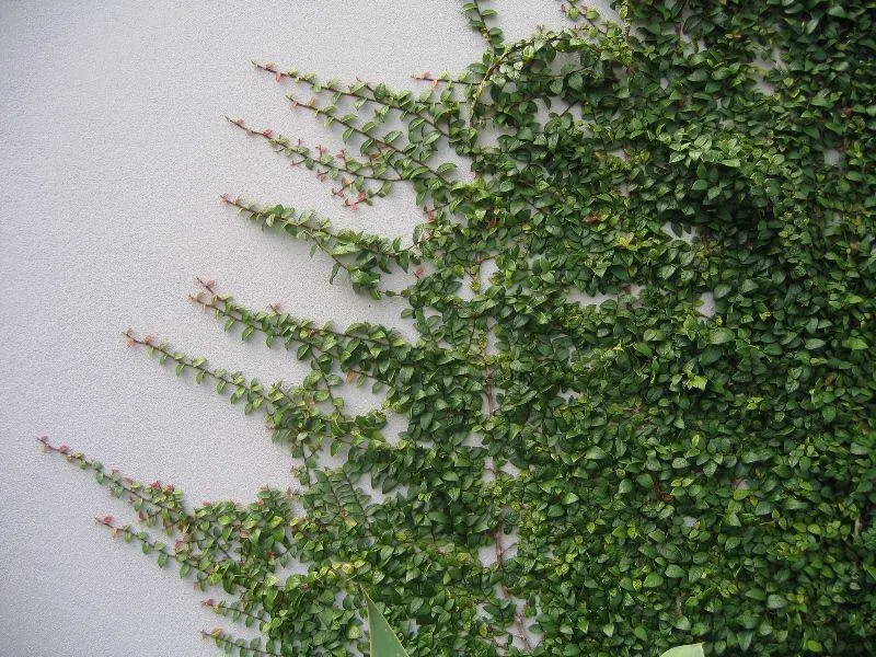 (Ficus pumila "Minima")