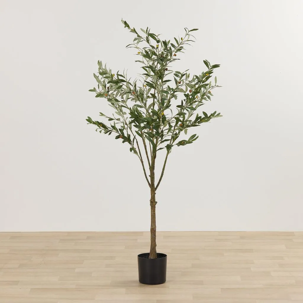 Olive Tree - 180cm