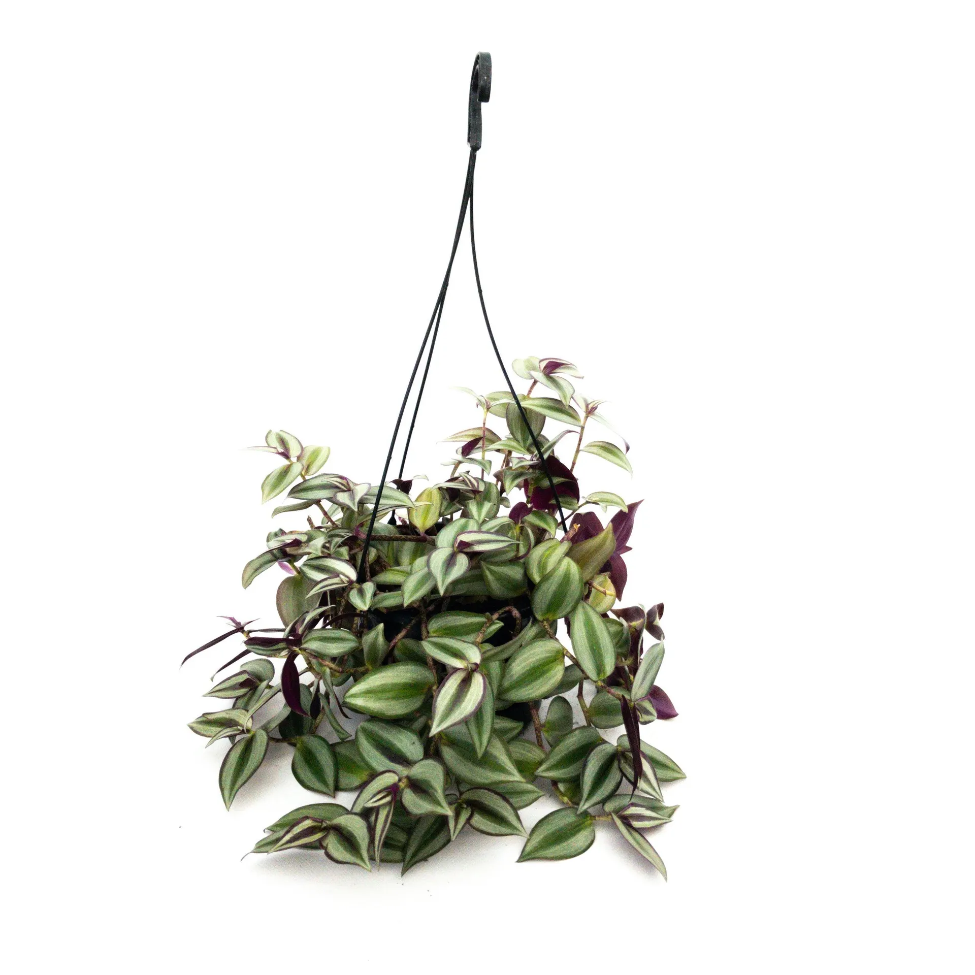 Tradescantia Zebrina Basket - 175mm