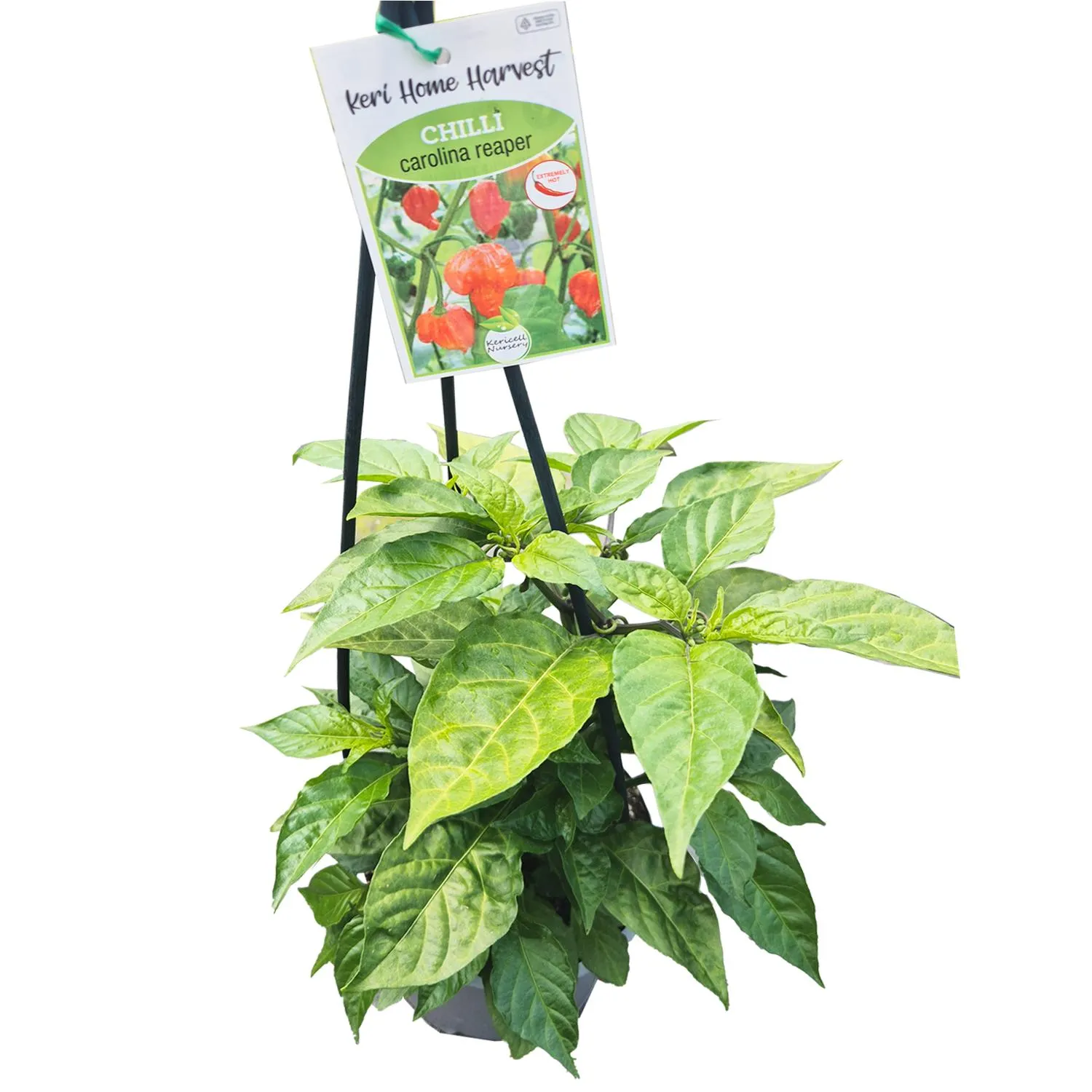 Fast Food Chilli Carolina Reaper - 17CM