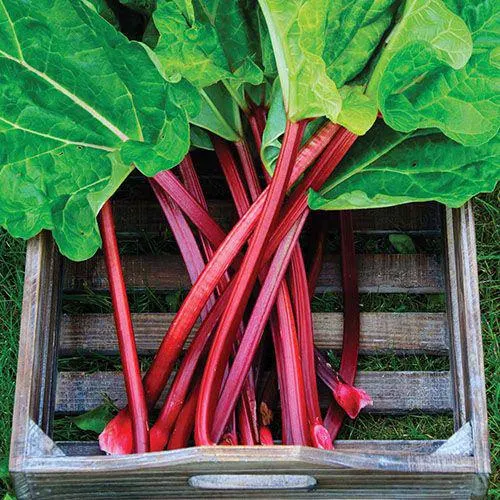 Rhubarb 'Ruby Tart' - 2L