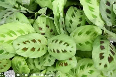 Maranta Rabbit Tracks