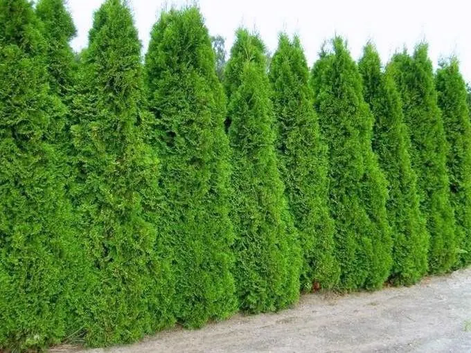 Thuja occidentalis 'Smaragd' (Green Cedar)