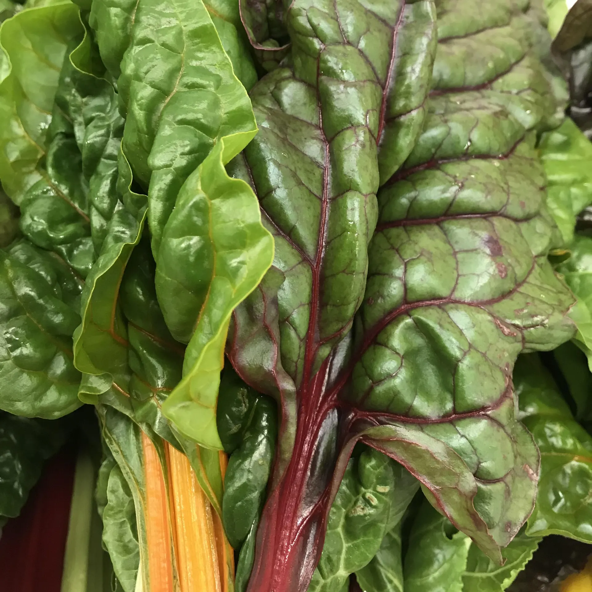 Chard (Each)