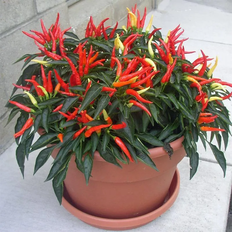 Medusa Christmas Chilli