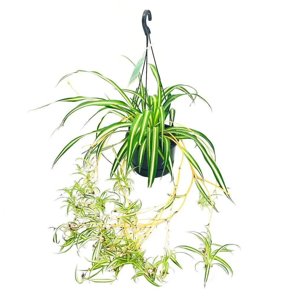 Chlorophytum Basket - 175mm
