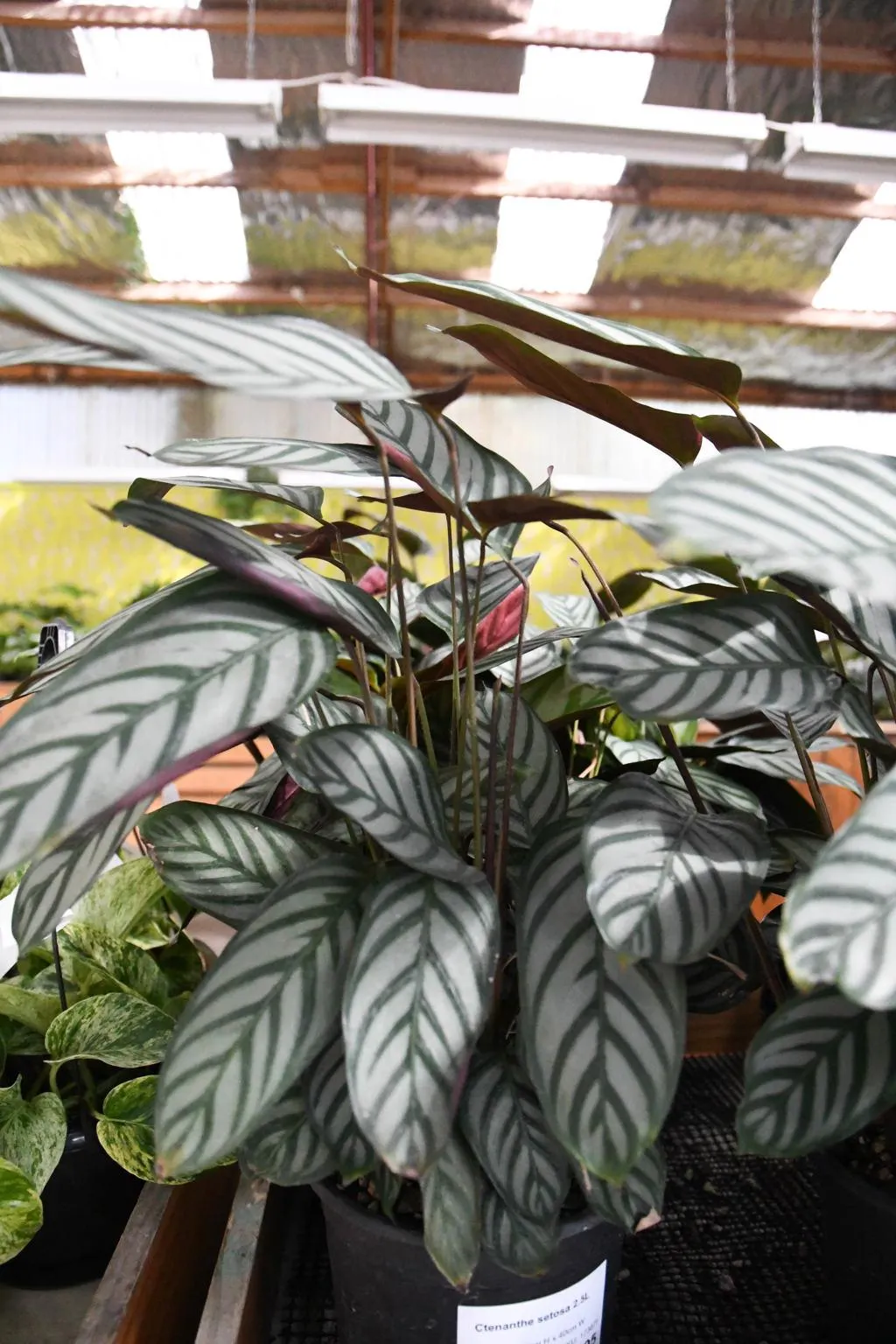 Never Never Plant (Ctenanthe setosa)