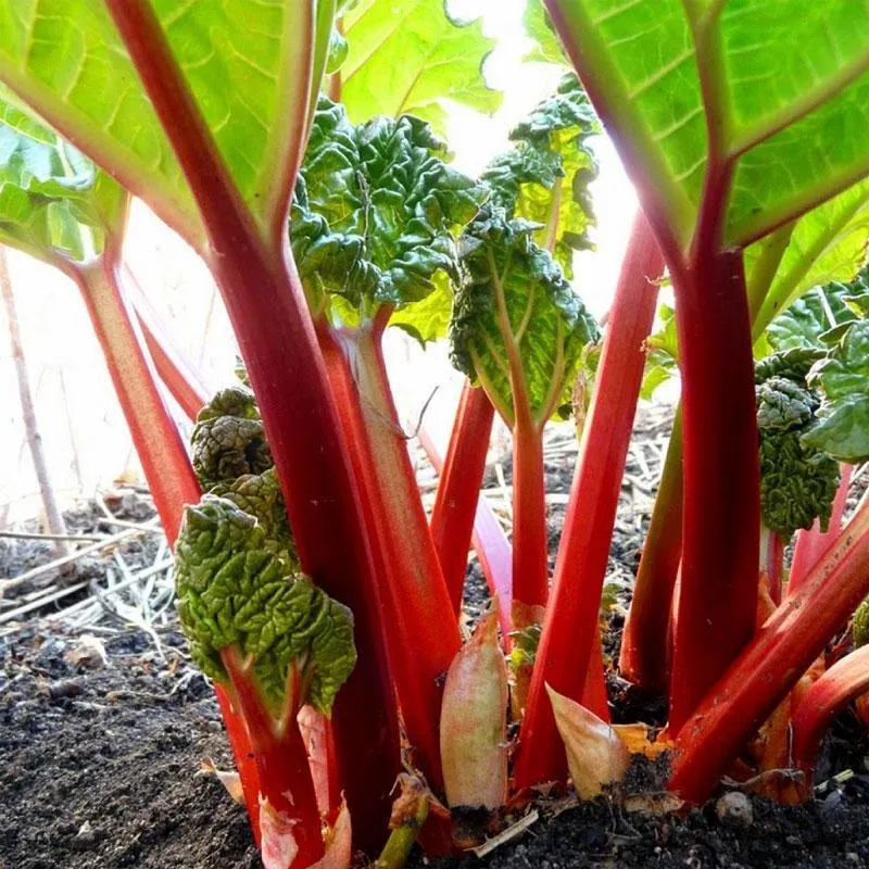 Rhubarb Victoria - 10CM