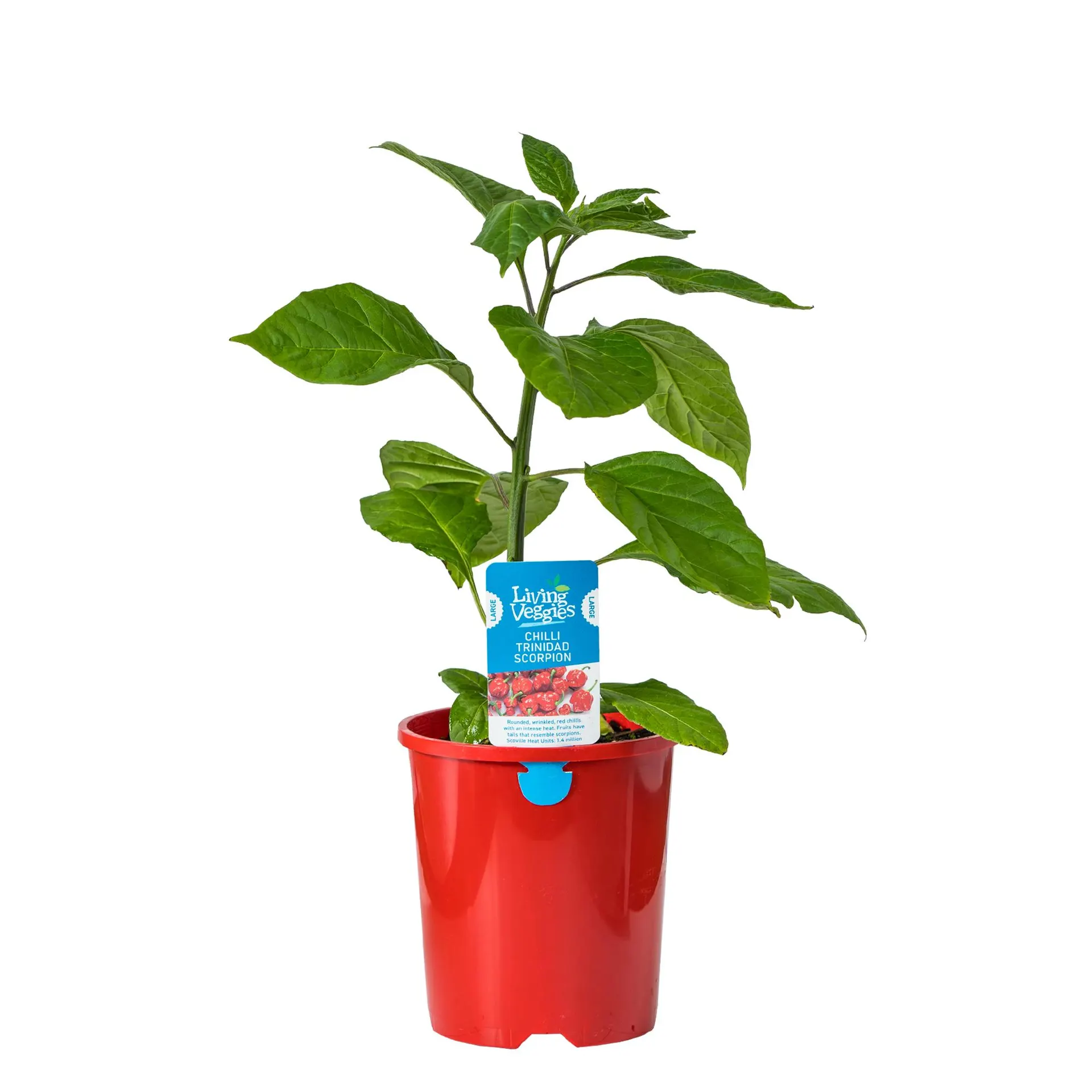 Chilli Trinidad Scorpion - 1.3L