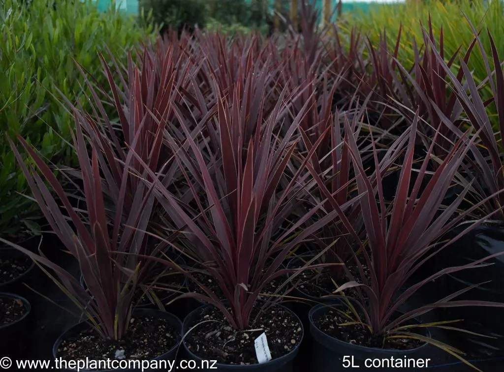 (Cordyline australis "Red Star")