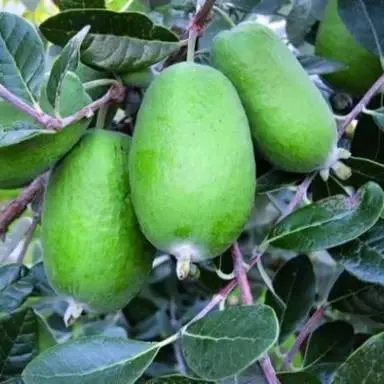 Feijoa Wiki Tu