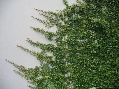 Ficus pumila 'Minima' (Miniature Climbing Fig)