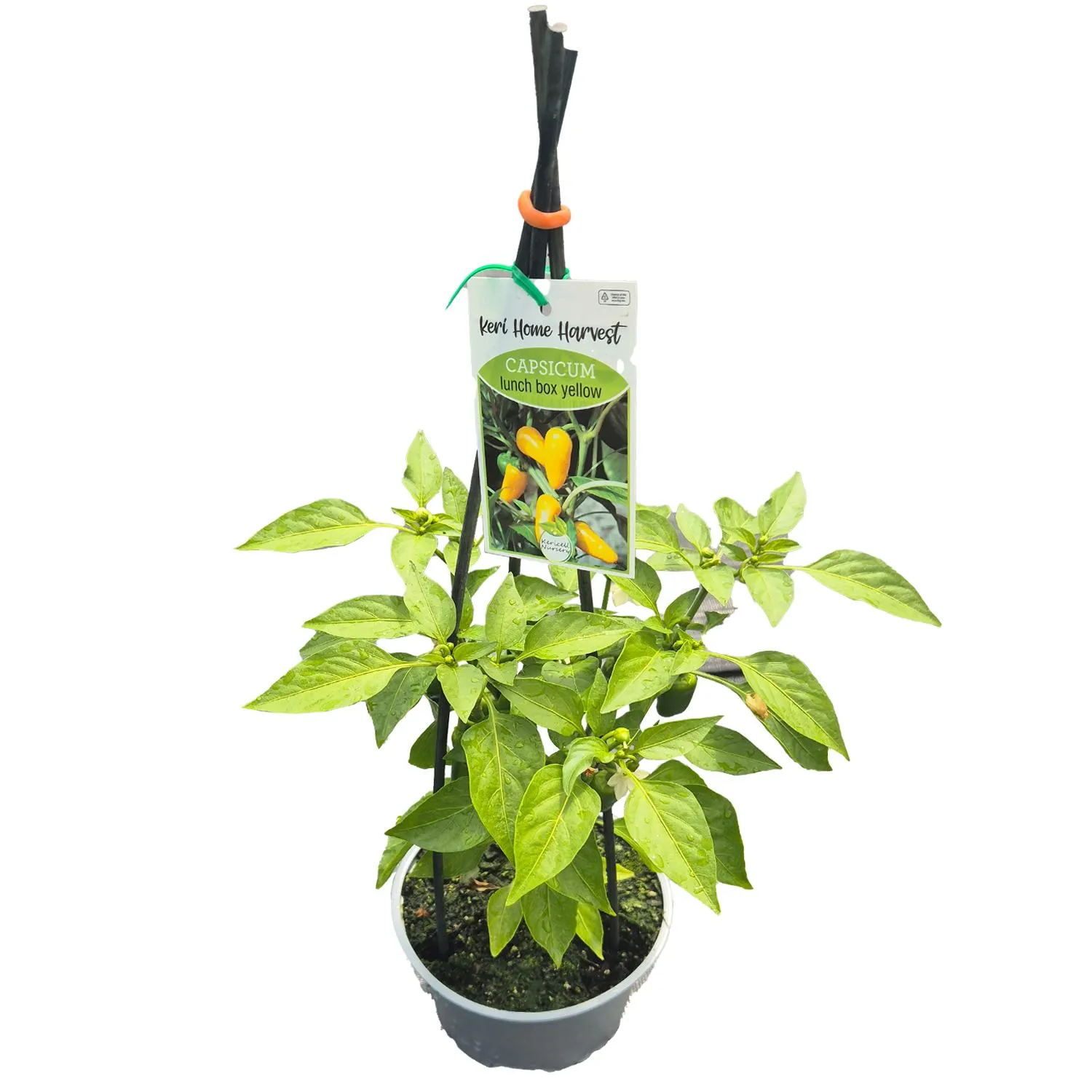 Fast Food Capsicum Yellow - 17CM