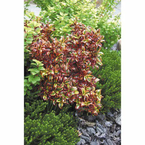 Coprosma Inferno 2.5 Litre