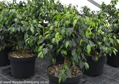 Ficus benjamina (Weeping Fig, Benjamin Fig)