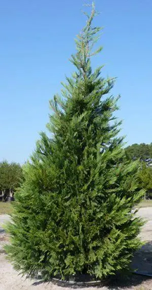 Cupressocyparis Leightons Green