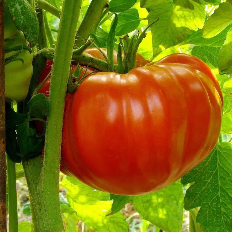 Grafted Tomato Big Beef - 1.3L